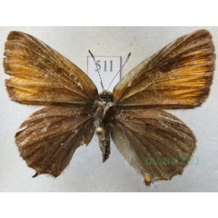 Satyrium ilicis (Esper, 1779) female Ogończyk ostrokrzewowiec Croatia51l